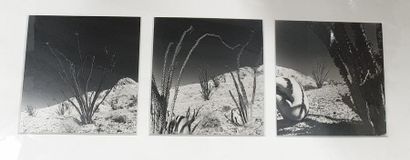 null REIMER Ulla. 

Untitled. 

Three black-and-white photographic prints, framed...