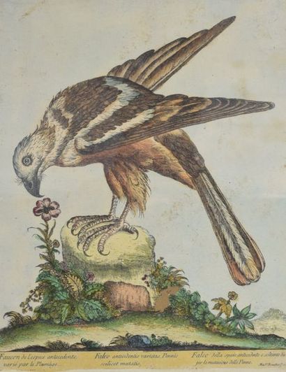 null BUSH HAMMER MAGDALENA (XVI) 

Falcon eagle - Aigle nera Valeria 

Two engravings...