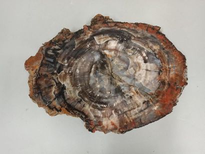 null Plaque de bois pétrifié (fossilisé).

43x32x2.50 cm