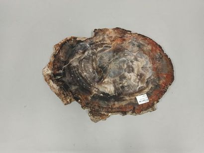 null Plaque de bois pétrifié (fossilisé).

43x32x2.50 cm
