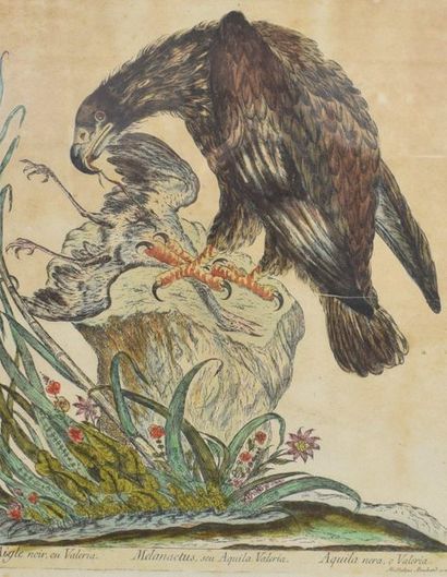BOUCHARD MAGDALENA (XVIIIÈME) 

Aigle faucon...