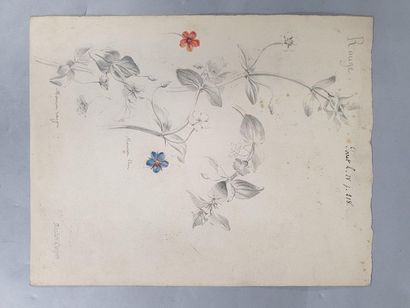 null CORPET Charles Étienne (1831-1903)

Flowers 

Set of 7 pencil studies of flowers,...