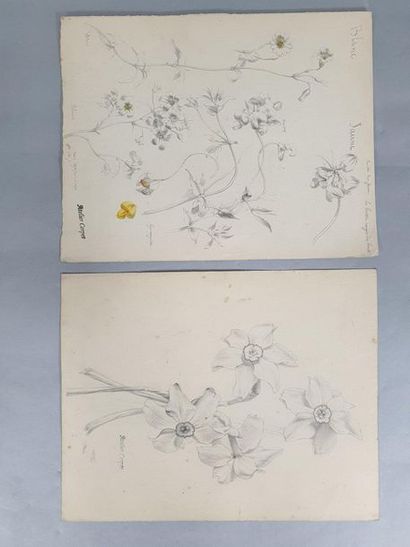 null CORPET Charles Étienne (1831-1903)

Flowers 

Set of 7 pencil studies of flowers,...