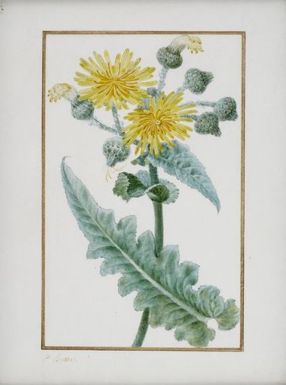 BESSA Pancrace , 1772-1846

Large-flowered...