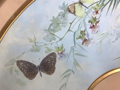 null H. Poulin et F. Gardon, Papillons naturels par lépidochromie, vers 1890-1900

Exceptionnelle...
