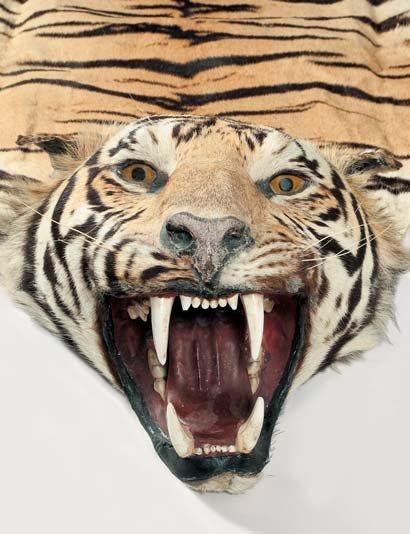 null Peau entière de Tigre Panthera tigris: tête avec crâne, queue et pattes.Tigre...