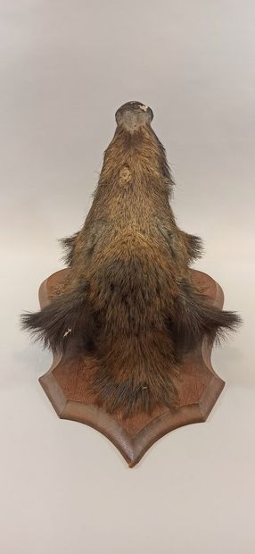  Hunting trophy: head of wild boar naturalized on its wooden panel. Accidents and...