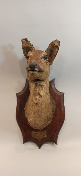 null Hunting trophies including naturalized doe's head on its hind, 1 massacre of...