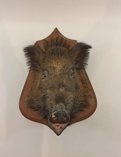 null Hunting trophy: head of wild boar naturalized on its wooden panel. Accidents...