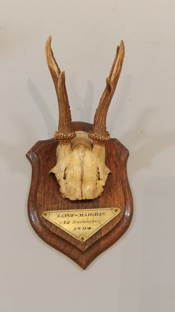 null Hunting trophies including naturalized doe's head on its hind, 1 massacre of...