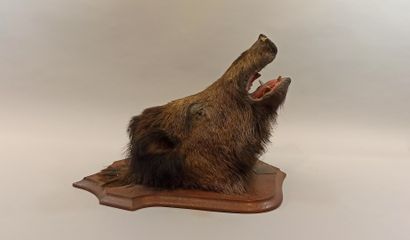 null Hunting trophy: head of wild boar naturalized on its wooden panel. Accidents...