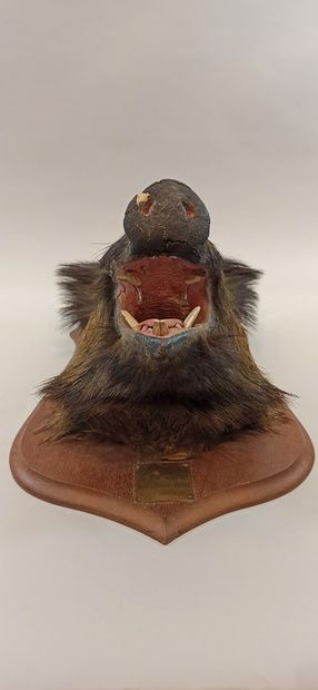 null Hunting trophy: head of wild boar naturalized on its wooden panel. Accidents...