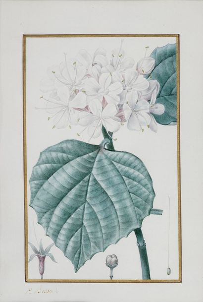 null BESSA Pancrace , 1772-1846

Volkamier odorant (Volkameria fragrans)

aquarelle...