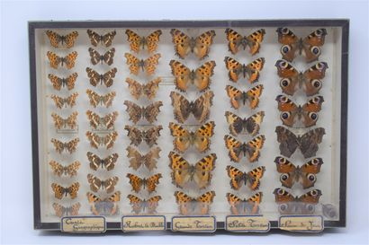 null Two glass entomological boxes with different species of butterflies: Adonis,...