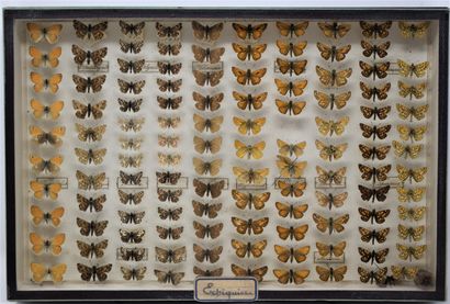 null Two glass entomological boxes with different species of butterflies including:...