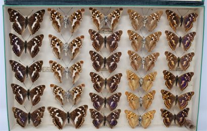 null Two glass entomological boxes containing different species of butterflies including:...