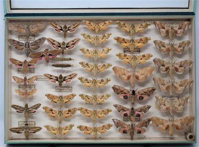 null Deux boites entomologiques vitrées comprenant différentes espèces de papillons...