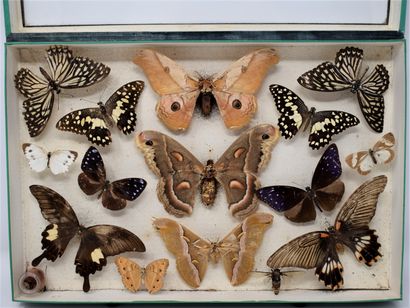 null Une boite entomologique vitrée comprenant différentes espèces de papillons 

15...