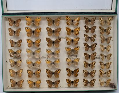 null Two glass entomological boxes with different species of butterflies including:...