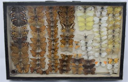 null Two glass entomological boxes containing different species of butterflies, about...