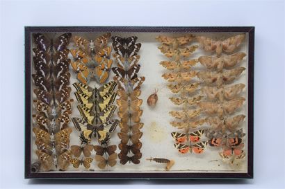 null Two glass entomological boxes with different species of butterflies: Potataria,...