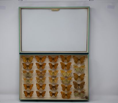 null Two glass entomological boxes with different species of butterflies including:...