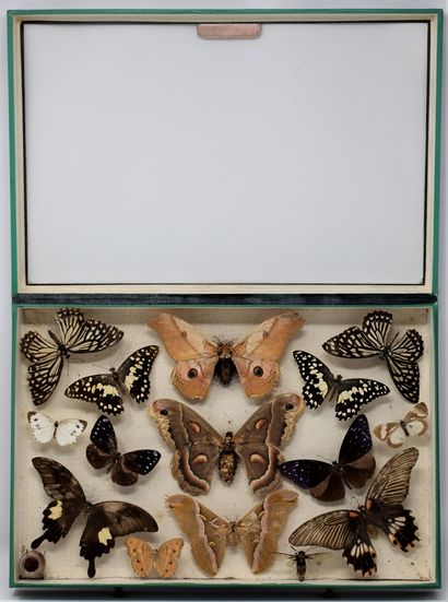 null A glass entomological box with different species of butterflies 

15 specimens.

Species...