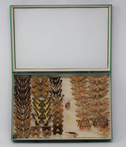 null Two glass entomological boxes with different species of butterflies: Potataria,...