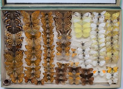 null Two glass entomological boxes containing different species of butterflies, about...