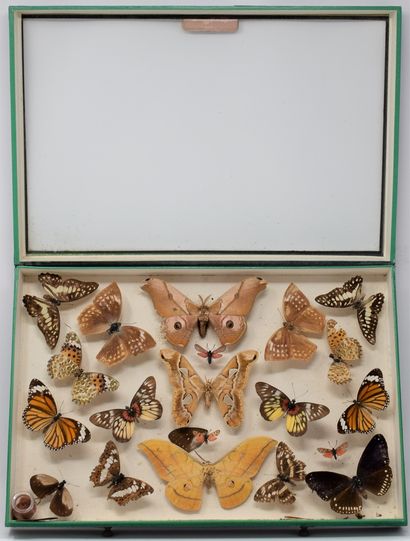 null A glass entomological box with different species of butterflies 

20 specimens.

Species...
