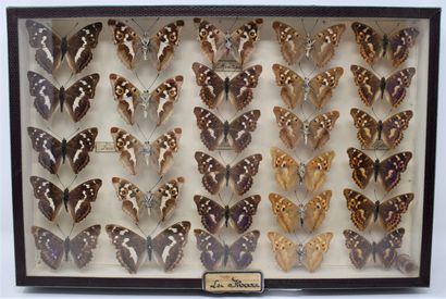 null Two glass entomological boxes containing different species of butterflies including:...