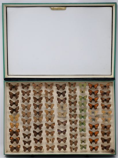 null Two glass entomological boxes with different species of butterflies including:...