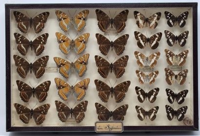 null Two glass entomological boxes with different species of butterflies: Sybilla,...