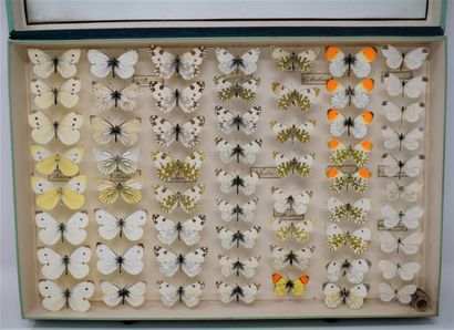 null Two glass entomological boxes containing different species of butterflies including:...