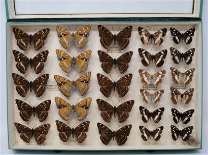 null Two glass entomological boxes with different species of butterflies: Sybilla,...