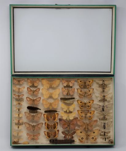 null Two glass entomological boxes with different species of butterflies: Potataria,...