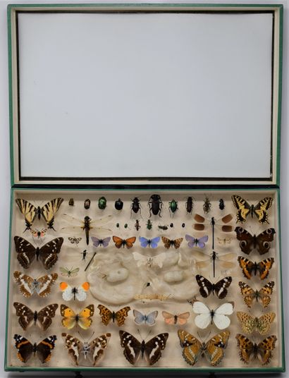 null Two glass entomological boxes containing different species of butterflies and...