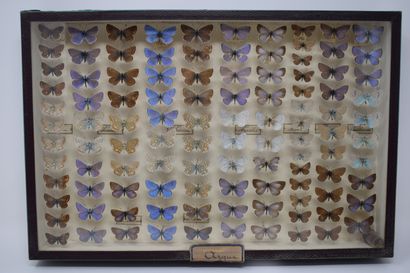 null Two glass entomological boxes with different species of butterflies: Adonis,...