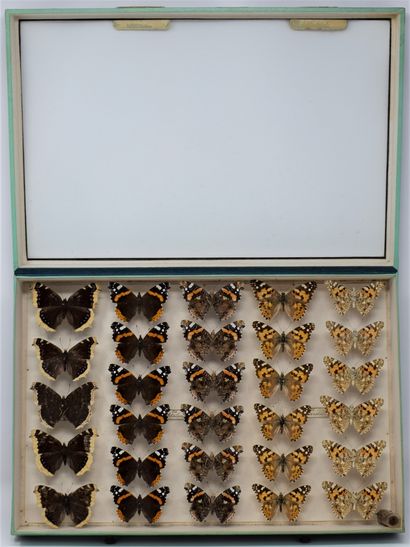 null Two glass entomological boxes containing different species of butterflies including:...