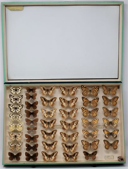 null Two glass entomological boxes containing different species of butterflies including:...