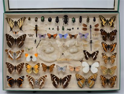 null Two glass entomological boxes containing different species of butterflies and...