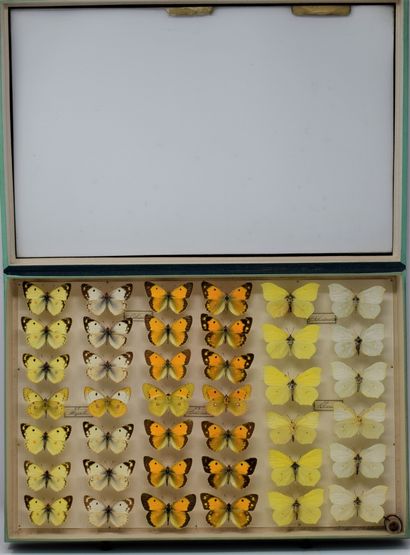 null Two glass entomological boxes with different species of butterflies including:...