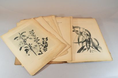 null PLAUSZEWSKI P. 

Plantes et fleurs décoratives de plein air (Printemps), 100...