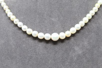 null Strand of fine white pearls in fall.

Accompanied by a report of analysis of...
