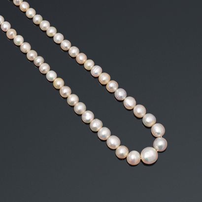 null Strand of fine white pearls in fall.

Accompanied by a report of analysis of...