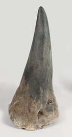 null Corne de Rhinoceros RHINOCEROTIDAE Courbure extérieure: 38 cm. poids: 1,18 kg....