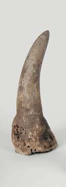 null Corne de Rhinoceros RHINOCEROTIDAE Courbure extérieure: 30.5 cm.Poids: 740 g....
