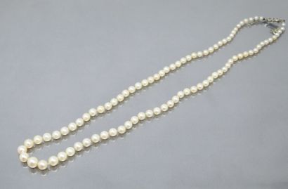 null Necklace of cultured pearls in fall. The clasp in 18k (750) white gold. 

Necklace...