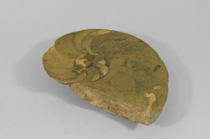 null Fossilized ammonite.

Polished edge. 

Some chips. 

Size : 25 x 20 x 5 cm.