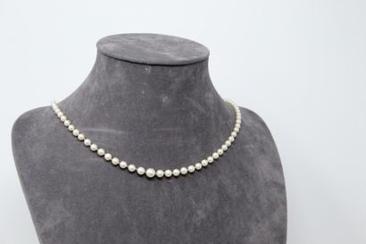 null Necklace of pearls in fall, clasp in yellow gold 18k (750)

Length of neck :...